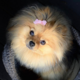 Cute Pomeranian Pup