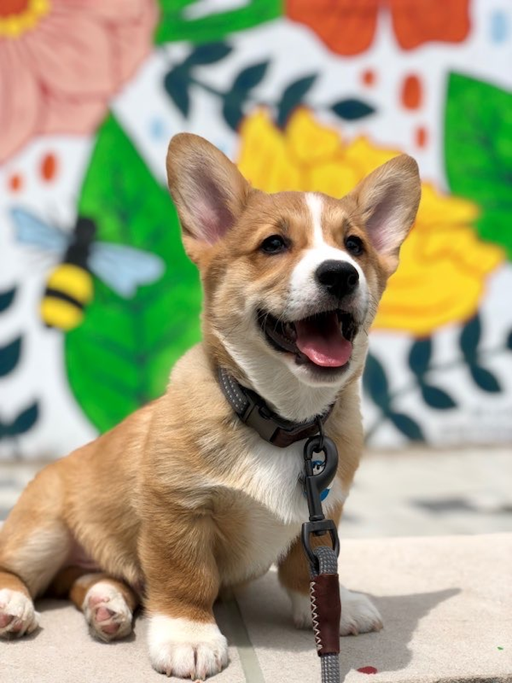Pembroke Welsh Corgi Being Cute