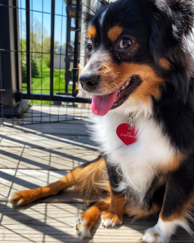 Mini Aussie Being Cute