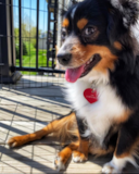 Mini Aussie Being Cute Mini Aussie Being Cute