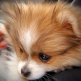 Cute Pomeranian Pup