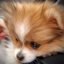 Cute Pomeranian Pup