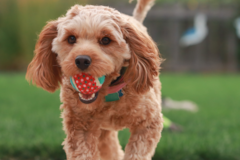 Cute Cavapoo Pup