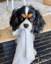 Cute Cavalier King Charles Spaniel Purebred Pup