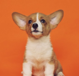 Welsh Corgi Puppies For Sale - Simply Southern Pups