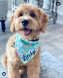 Mini Goldendoodle Being Cute