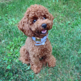 Cute Poodle Pup Cute Poodle Pup