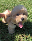 Maltipoo Being Cute Maltipoo Being Cute