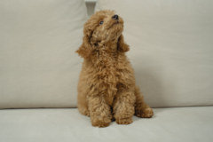 Cute Maltepoo Poodle Mix Pup