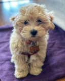 Maltipoo Being Cute Maltipoo Being Cute