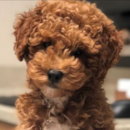 Cute Cavalier Poodle Mix Pup