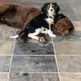 Cute Cavalier King Charles Spaniel Pup