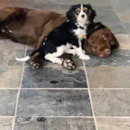 Cute Cavalier King Charles Spaniel Pup