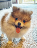 Cute Pomeranian Purebred Pup