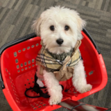 Cute Havanese Pup