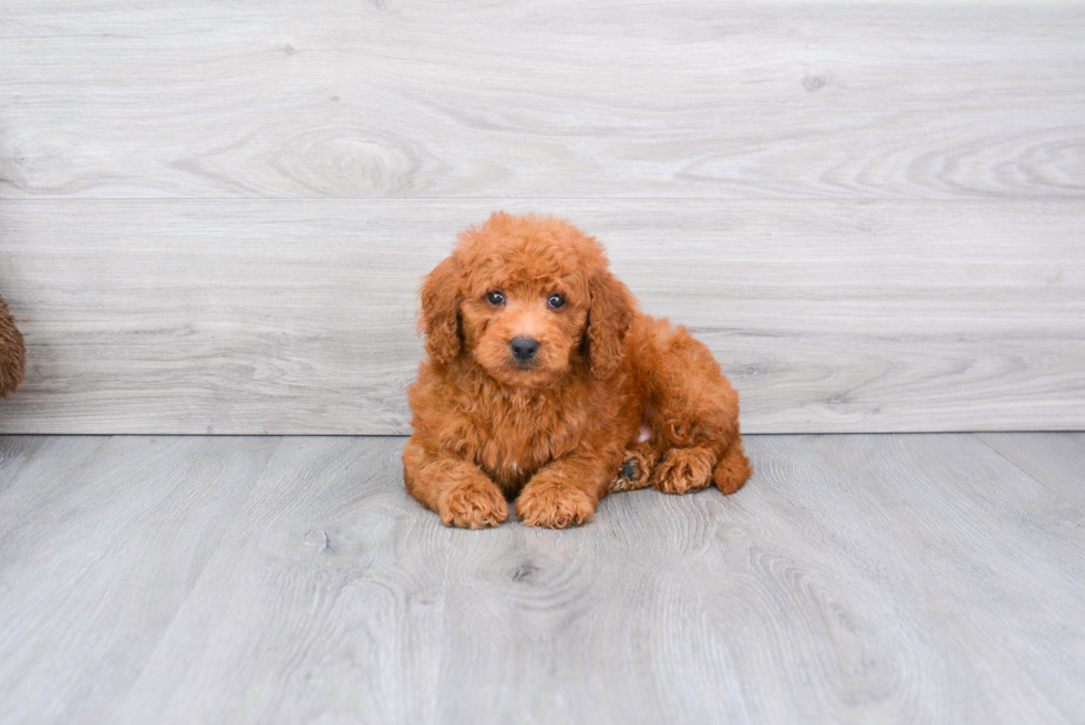 Meet Rogue - our Mini Goldendoodle Puppy Photo 