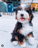 Cute Mini Bernedoodle Pup