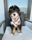 Cute Bernese Poodle Mix Pup