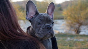 Cute French Bulldog Purebred Pup