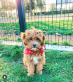 Cute Cavalier Poodle Mix Pup Cute Cavalier Poodle Mix Pup