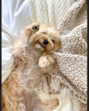 Cute Morkie Pup