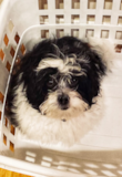 Shih Poo Being Cute Shih Poo Being Cute