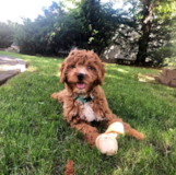 Cavapoo Being Cute Cavapoo Being Cute