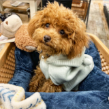 Poodle Being Cute Poodle Being Cute