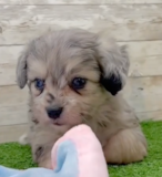 Cute Aussie Bichon Designer Pup