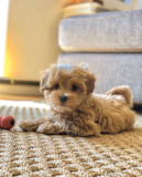 Cute Maltipoo Pup Cute Maltipoo Pup