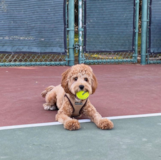 Cavapoo Being Cute Cavapoo Being Cute
