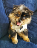 Cute Pomeranian Purebred Pup