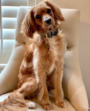 Cavapoo Being Cute Cavapoo Being Cute
