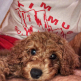 Cute Cockerpoo Poodle Mix Pup