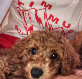 Spoodle Puppies For Sale - Simply Southern Pups