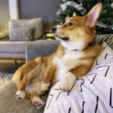 Cute Pembroke Welsh Corgi Pup Cute Pembroke Welsh Corgi Pup
