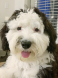 Cute Sheep Dog Poodle Mix Pup Cute Sheep Dog Poodle Mix Pup