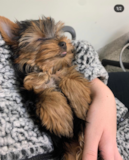 Yorkshire Terrier Being Cute