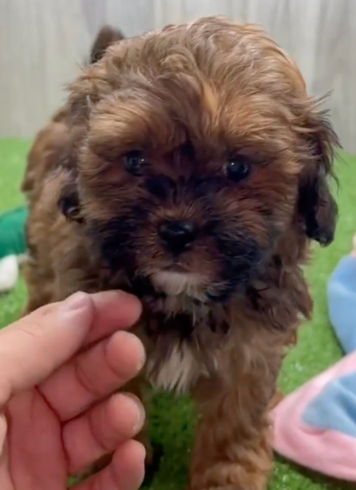 Cute Shih Poo Poodle Mix Pup