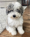 Cute English Sheep Dog Poodle Mix Pup Cute English Sheep Dog Poodle Mix Pup