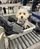 Cute Havanese Purebred Pup