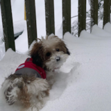 Cute Bichapoo Poodle Mix Pup Cute Bichapoo Poodle Mix Pup