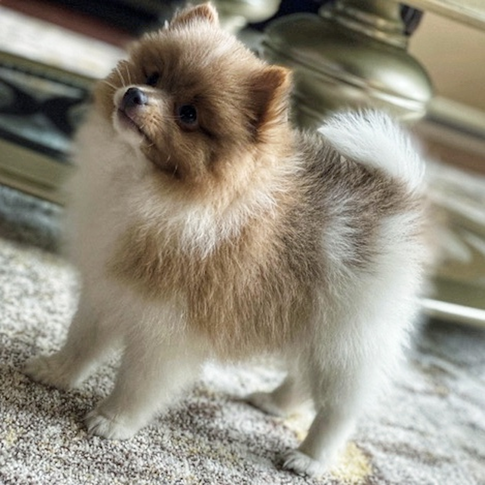 Cute Pomeranian Purebred Pup