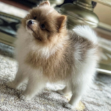 Cute Pomeranian Purebred Pup