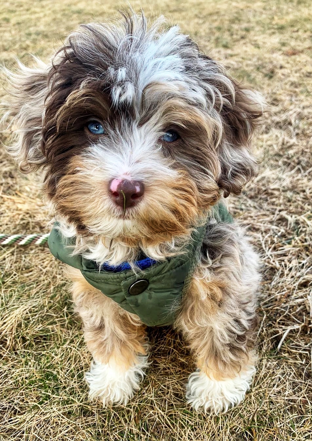 f1b mini aussiedoodle for sale