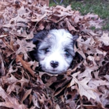 Cute Australian Designer Pup Cute Australian Designer Pup
