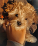 Cute Maltipoo Pup