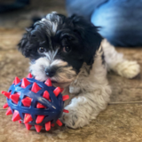 Cute Aussie Poo Poodle Mix Pup Cute Aussie Poo Poodle Mix Pup