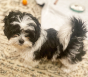 Shih Poo Being Cute Shih Poo Being Cute