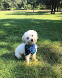 Cute Havanese Purebred Pup